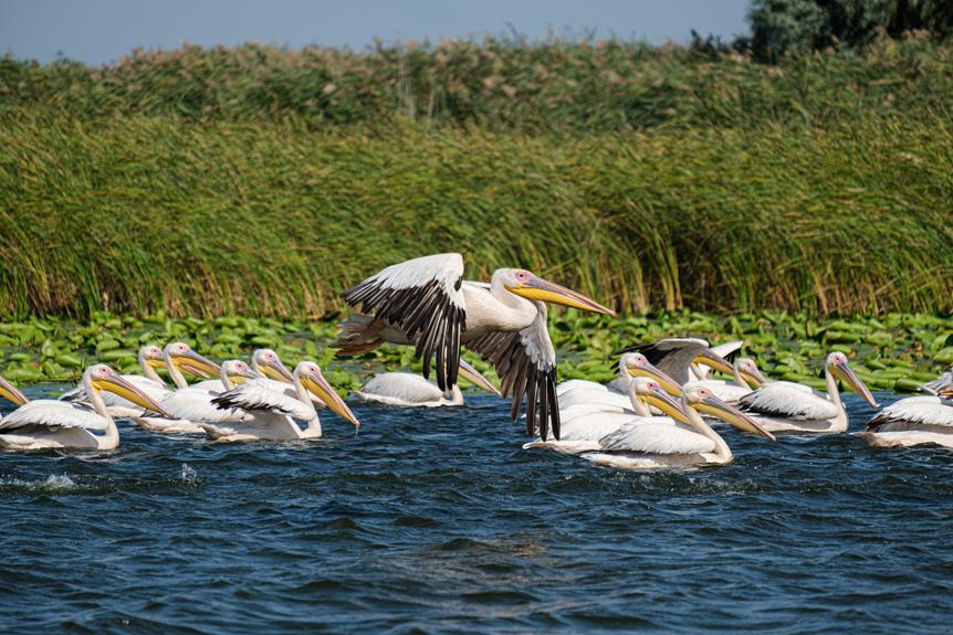 Excursii Delta Dunarii- Un grup de pelicani în apă lângă stuf în timpul unei excursii în Delta Dunării.
