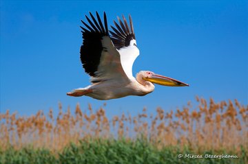 Excursii Delta Dunarii- Un pelican alb care zboară peste stuf cu cerul albastru.