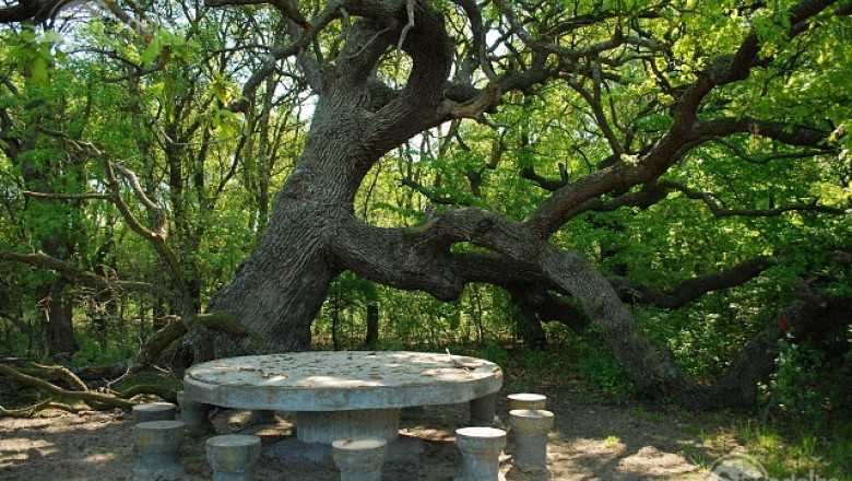Excursii Delta Dunarii- Un copac bătrân cu masă și scaune în pădure.